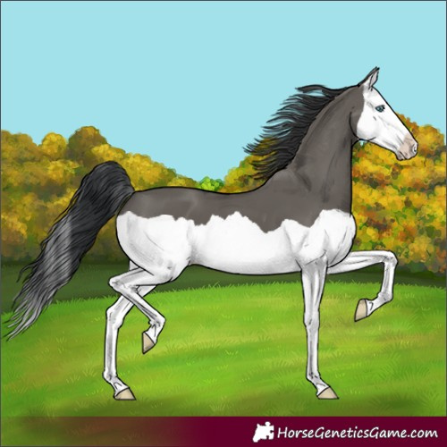 Horse Color:Grullo Splash 