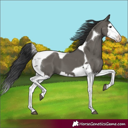 Horse Color:Grullo Splash Tobiano 