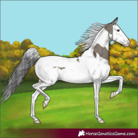 Horse Color:Grullo Splash Tobiano