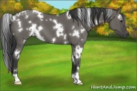 Horse Color:White Spotted Grullo 