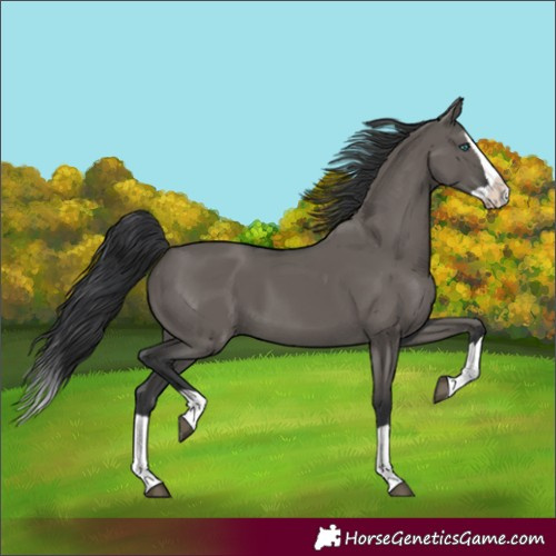 Horse Color:Grullo Splash 