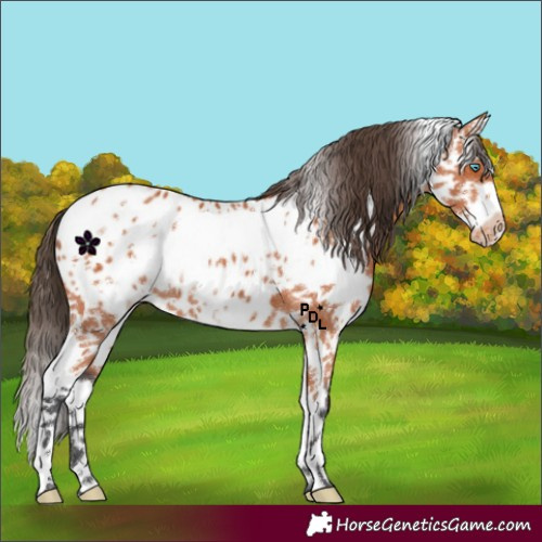 Horse Color:Bay Splash Frame Appaloosa 