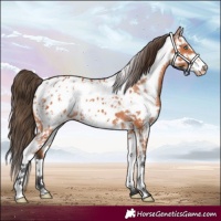 Horse Color:Bay Splash Frame Appaloosa