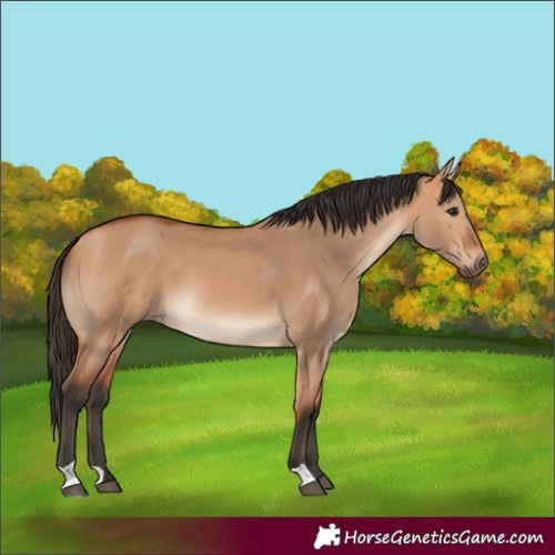 Horse Color:Bay Dun 