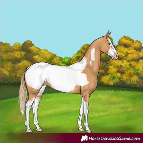 Horse Color:Chestnut Splash Frame Appaloosa 