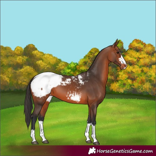 Horse Color:Bay Appaloosa 