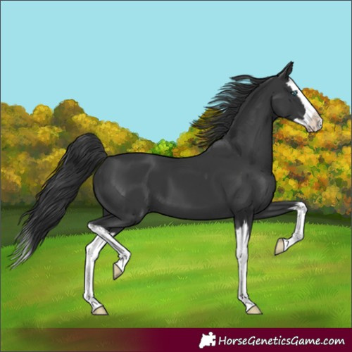Horse Color:Black Splash 