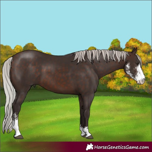 Horse Color:Silver Brown Sabino 