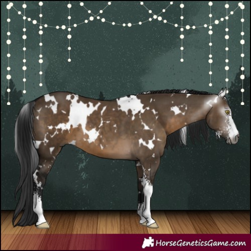Horse Color:Gray White Spotted Brown Dun Sabino 