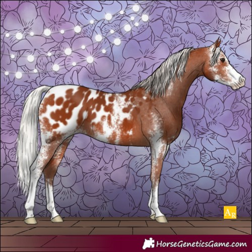Horse Color:Silver Bay Sabino Appaloosa 