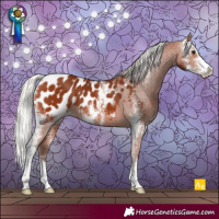 Horse Color:Silver Bay Sabino Appaloosa