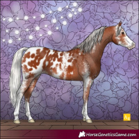 Horse Color:Silver Bay Sabino Appaloosa 
