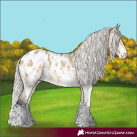 Horse Color:White Spotted Silver Buckskin Dun Sabino Appaloosa 