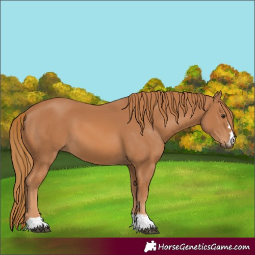 Horse Color:Chestnut 