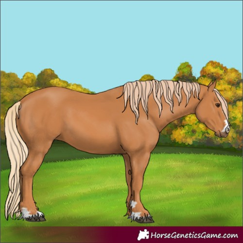 Horse Color:Chestnut 