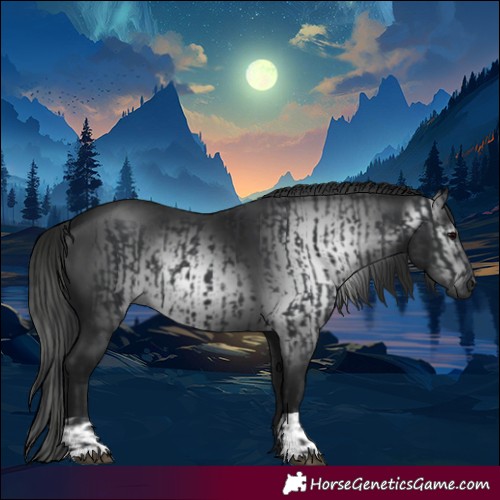 Horse Color:Black  and Gray Black 