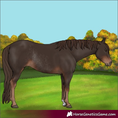 Horse Color:Liver Chestnut Rabicano 