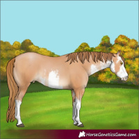 Horse Color:White Spotted Bay Pearl 