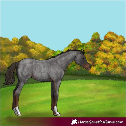 Horse Color:Liver Red Roan 