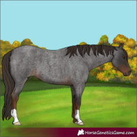 Horse Color:Liver Red Roan 