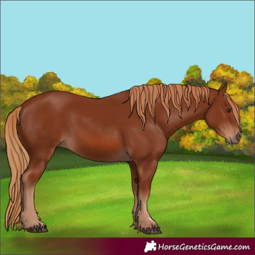 Horse Color:Chestnut 