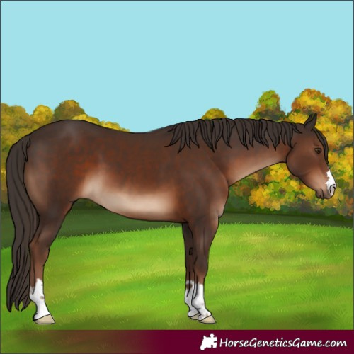 Horse Color:Liver Chestnut 
