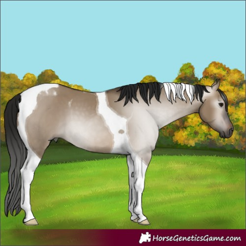 Horse Color:Gray Bay Dun Tobiano 