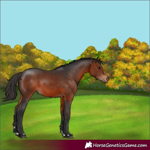 Horse Color:Brown Rabicano 