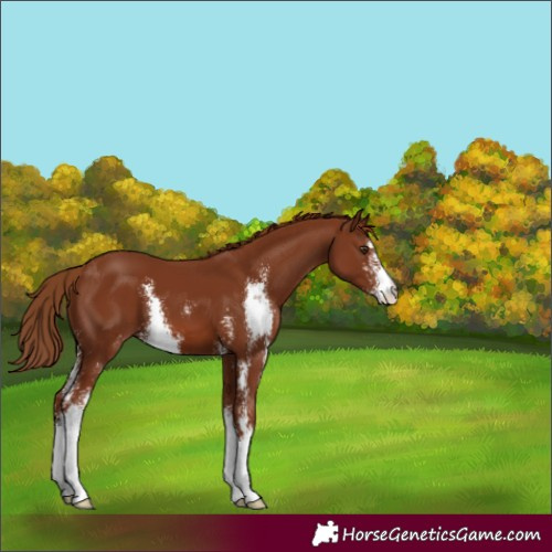 Horse Color:Chestnut Sabino 