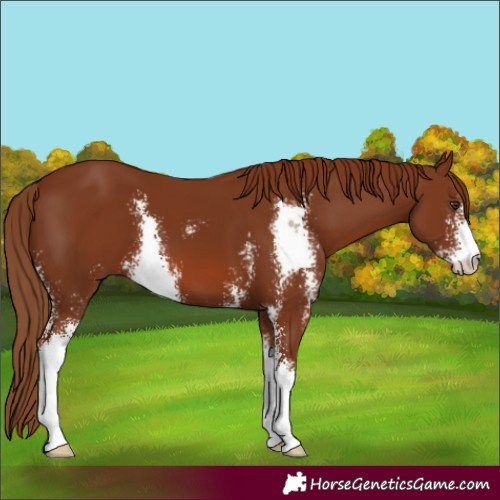 Horse Color:Chestnut Sabino 