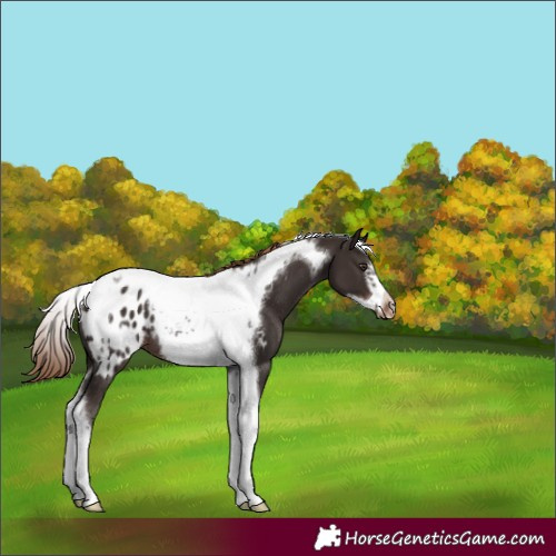 Horse Color:Liver Chestnut Tobiano Frame Appaloosa Rabicano 