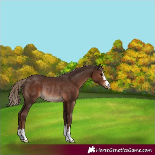 Horse Color:Liver Chestnut Rabicano 