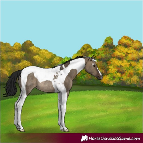 Horse Color:Gray Brown Dun Tobiano Rabicano 