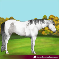 Horse Color:Gray Brown Dun Tobiano Rabicano
