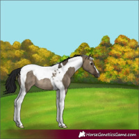 Horse Color:Gray Brown Dun Tobiano Rabicano