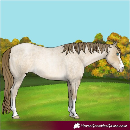 Horse Color:Buckskin Roan Pearl 