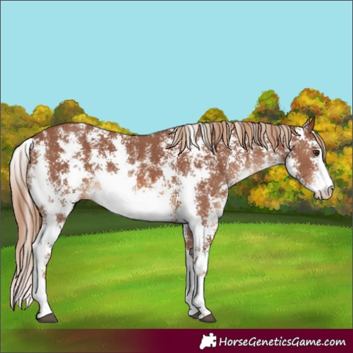 Horse Color:Chestnut Sabino 