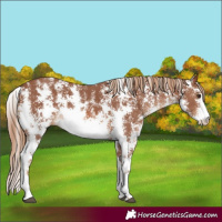 Horse Color:Chestnut Sabino