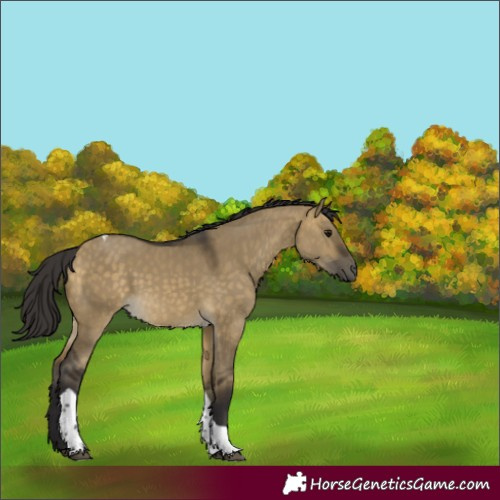 Horse Color:Buckskin Dun Tobiano