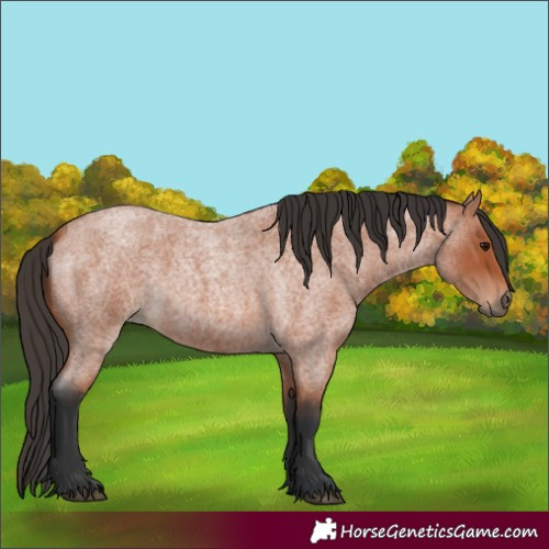 Horse Color:Bay Roan 