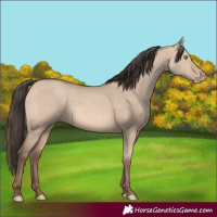 Horse Color:Amber Champagne Dun 