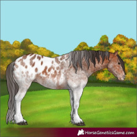 Horse Color:White Spotted Bay Appaloosa Rabicano 