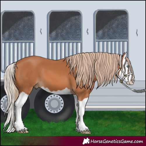 Horse Color:Chestnut Splash 