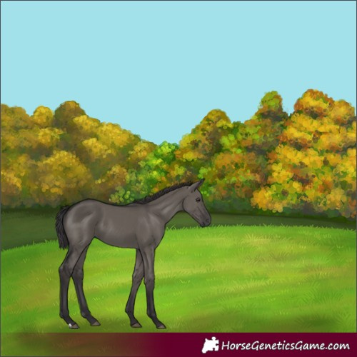Horse Color:Unknown 