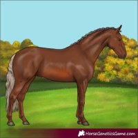 Horse Color:Chestnut 