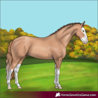 Horse Color:Gold Champagne Splash