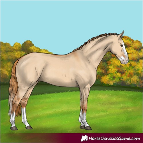 Horse Color:Red Dun Splash