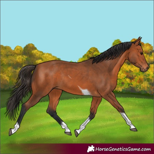 Horse Color:Bay Tobiano Rabicano