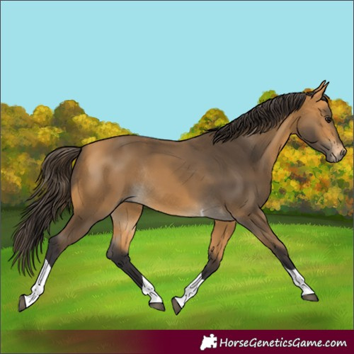 Horse Color:Buckskin Tobiano Rabicano