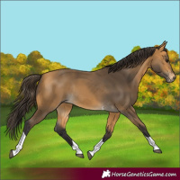 Horse Color:Buckskin Tobiano Rabicano